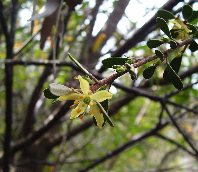 A flowering branch with small green leaves and a single yellow flower against a blurred natural background